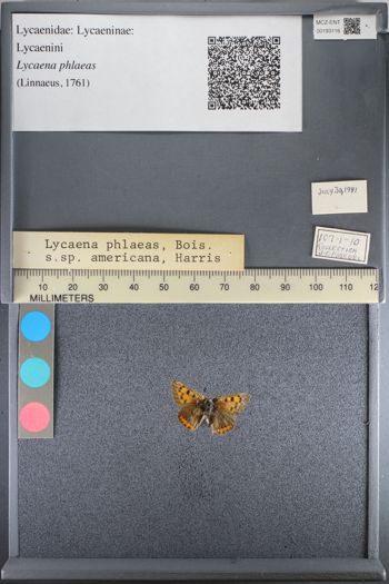 Media type: image;   Entomology 193116
